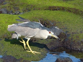 Black-crowned Night Heron